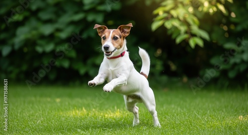 A small white and brown dog runs playfully across a green lawn with lush foliage in the background. The dog appears happy and energetic. Perfect for pet and family content.