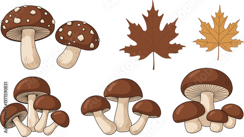 Autumn mushrooms and maple leaves vector set, detailed forest elements illustration with brown fungi and fall foliage isolated on white background