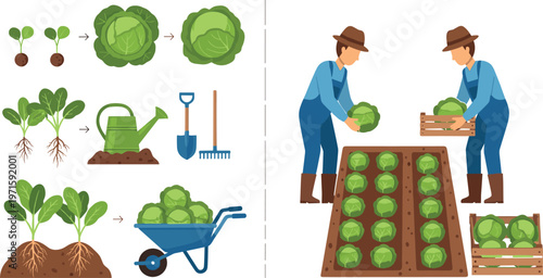 Cabbage farming process vector illustration, planting, growing and harvesting vegetables with farmers and tools, agriculture concept isolated on white background