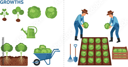 Cabbage growth stages and harvesting process vector illustration with farmers, tools and crops, agriculture infographic isolated on white background
