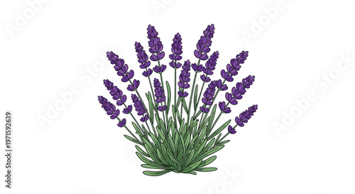 A colorful hand drawn illustration of a bouquet of lavender flowers