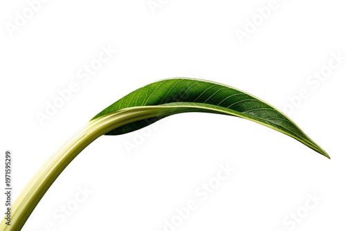 Vibrant lush green leaf with a sturdy stem forking and curving, creating a natural arc on a transparent background