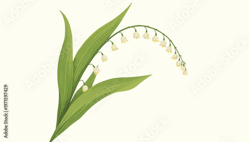 Lily of the valley botanical illustration with green leaves and white bell flowers elegant spring floral artwork