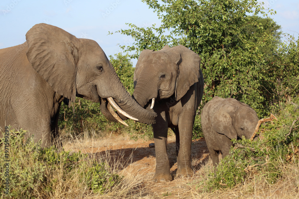 Fototapeta premium Afrikanischer Elefant / African elephant / Loxodonta africana