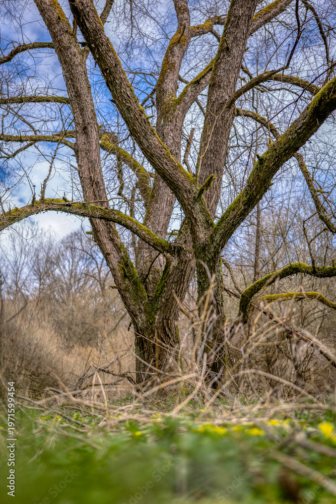 Fototapeta premium Old tree with moss-covered branches in early spring landscape