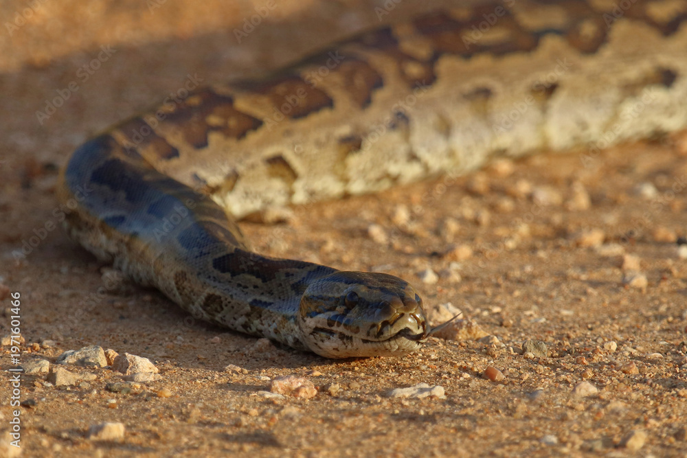 Fototapeta premium Südlicher Felsenpython / Southern African rock python / Python natalensis