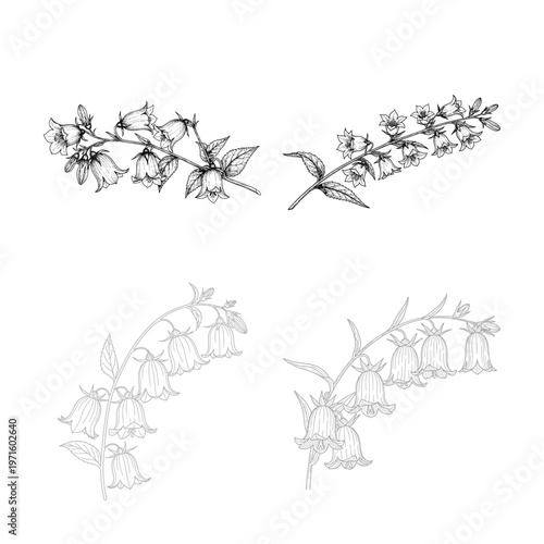 Four panels of delicate hummingbird illustrations in black and white