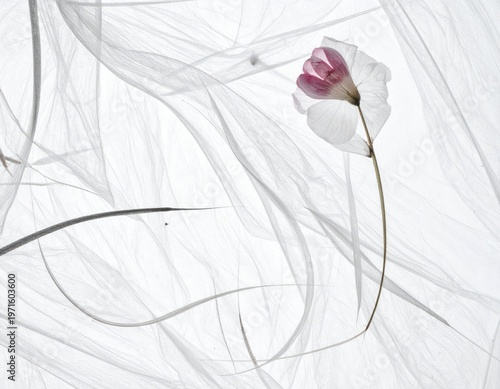 Delicate Flower Surrounded by Ethereal White Fabric in Soft Light