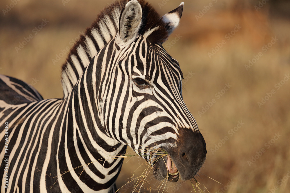 Naklejka premium Steppenzebra / Burchell's zebra / Equus quagga burchellii