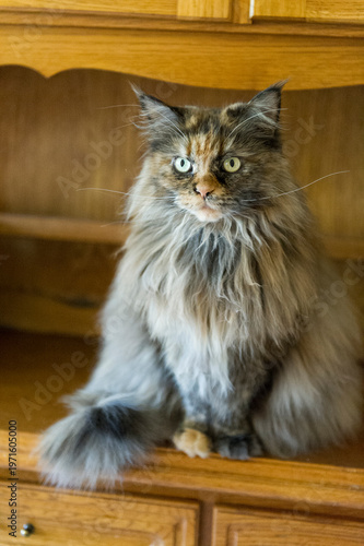 Ältere Maine Coon Katze in ihrem Zuhause