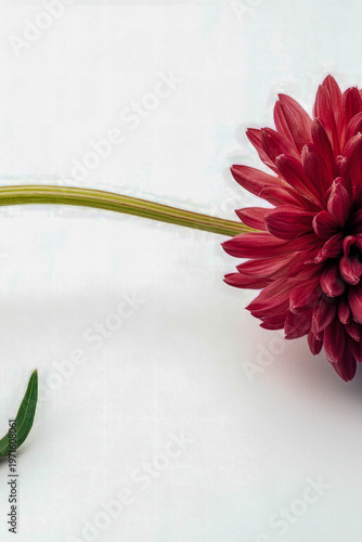 A single red flower with a green stem placed on a clean white surface