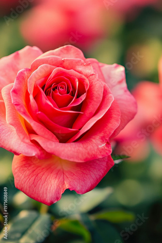 A close-up shot of a pink rose with green leaves, ideal for decorative or design purposes