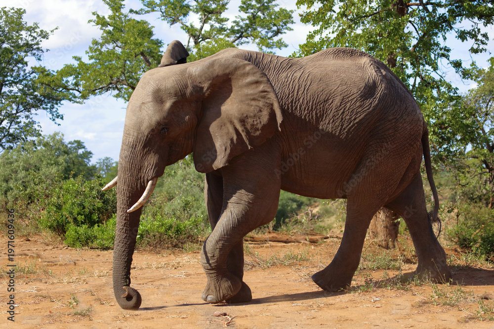Fototapeta premium Afrikanischer Elefant / African elephant / Loxodonta africana