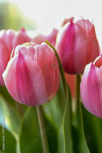 Fresh cut pink tulips arranged in a beautiful glass vase