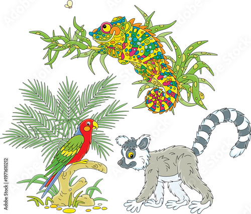 Tropical Madagascar lemur, a colorful parrot on a tree branch and a multi colored chameleon hunting among leaves in jungle, a set of vector cartoon illustrations on a white background