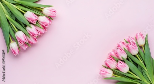 Delicate pink tulips arrangement on a soft pink background