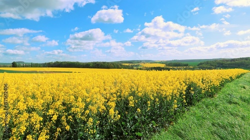Fotografija Agriculture en Champagne Ardenne dans la région Grand Est, paysage de champ de c