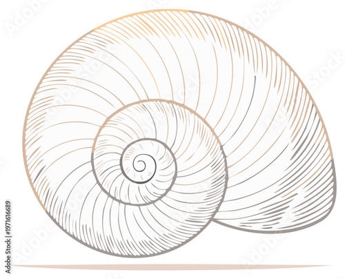 Seashell Vector Graphic Coastal Marine Life Illustration Spiral Pattern Nature