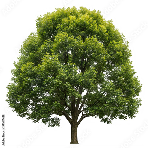 A lush green deciduous tree with dense foliage and a broad canopy