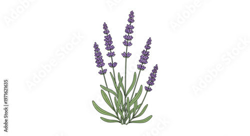 A colorful illustration of several lavender stems with blooming flowers