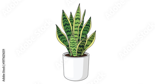 Illustration of a snake plant in a simple white ceramic pot