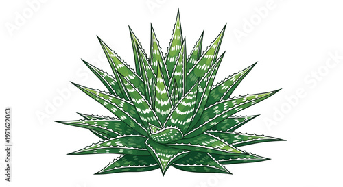 Illustration of a vibrant aloe vera plant with pointed striped leaves