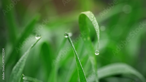 Macro Water Drops Green Leaf Rack Focus Slider. Nature Background Eco Wellness Web Design
