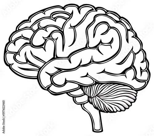 Detailed human brain illustration in a stylized outline drawing with cerebellum and brainstem