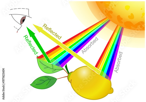 Reflection of yellow lemon, green leaf on eye. Reflected, absorbed, transmitting. Seeing colors, Effect of white light on materials. Sunlight, Sunshine, rainbow colour. Illustration vector