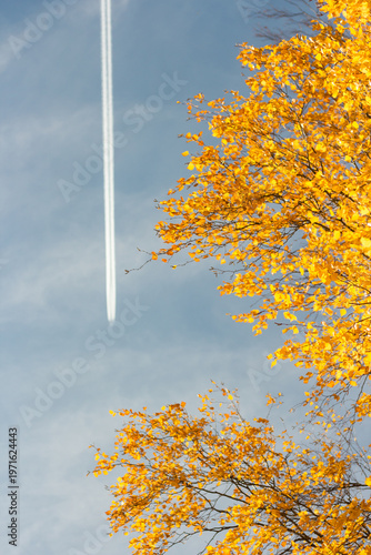 Golden birch leaves against blue sky with airplane trail