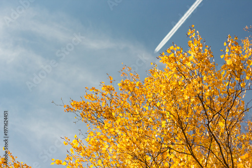 Golden birch leaves against blue sky with airplane trail