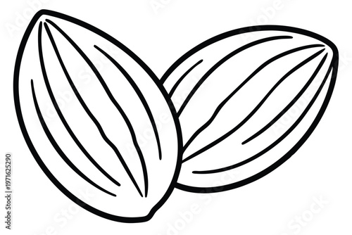 almond silhouette line art vector illustration