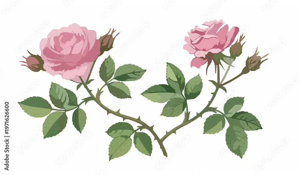 Obraz premium Prompt: Watercolor illustration of a blooming bush rose with soft pink flowers, lush green leaves, and detailed thorny stems, arranged as a botanical composition, climbing garden rose style, delicate