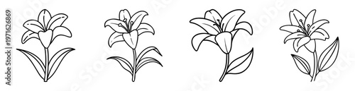 Four stylized lily flowers with different arrangement of petals and leaves