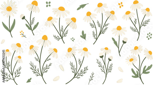 Chamomile flowers collection with hand drawn botanical elements and delicate white blooms in natural style for herbal design, wellness themes, packaging, and creative projects.