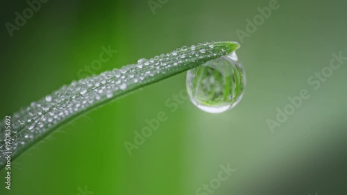 Macro Water Drops Green Leaf Rack Focus Slider. Nature Background Eco Wellness Web Design
