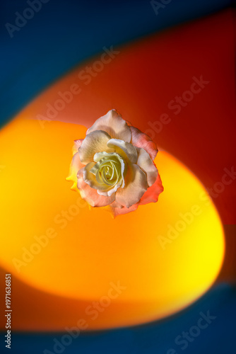 Yellow Rose in Surreal Glowing Light Circle