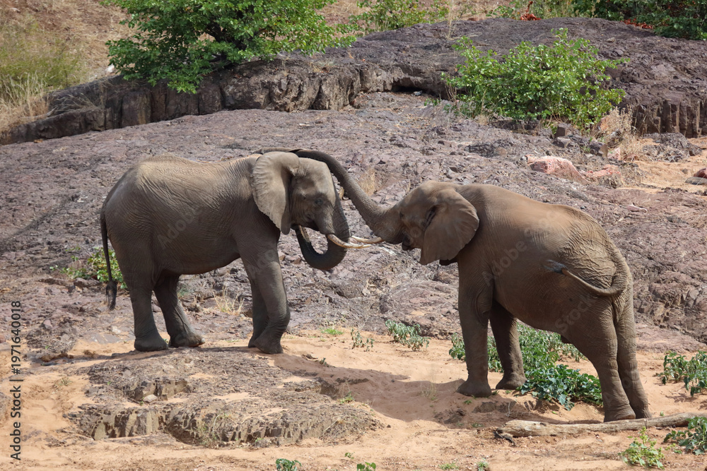 Fototapeta premium Afrikanischer Elefant / African elephant / Loxodonta africana