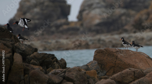 Magnifique paysage de la côte bretonne - Plougrescant Bretagne France