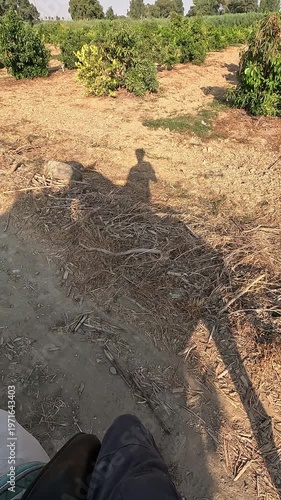 Vertical video of long shadow of a rider and horse moving across dry ground in a sunny citrus orchard. Artistic perspective of horseback riding during golden hour in the countryside