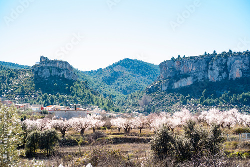 Almond trees in bloom in a mountain landscape with a village below the mountain