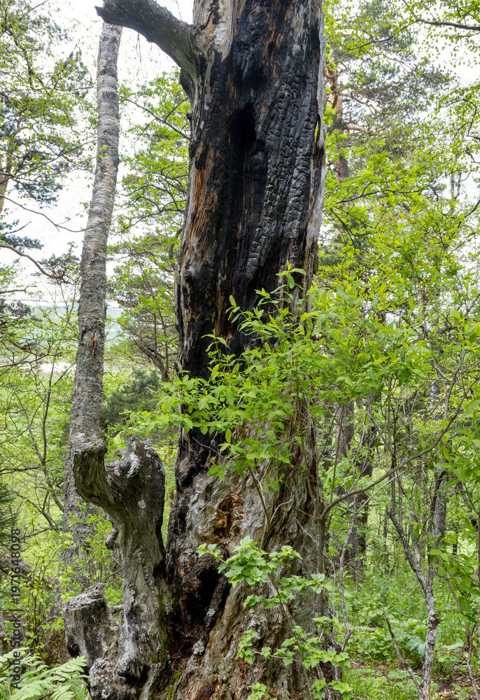 Obraz premium The remains of wood waste, stumps, and broken branches make up the bio-ecological elements in the forest structure.
