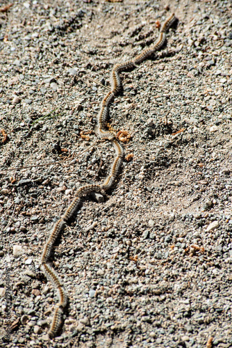 Line of pine processionary caterpillars
