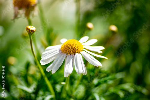 Beautiful daisy flowers in the countryside in spring