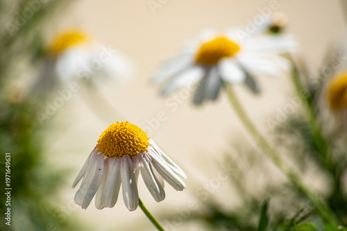 Beautiful daisy flowers in the countryside in spring
