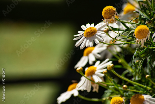 Beautiful daisy flowers in the countryside in spring
