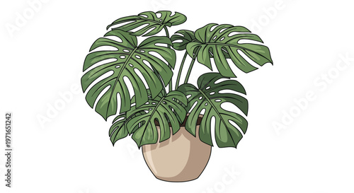 A vibrant monstera deliciosa plant in a simple terracotta pot