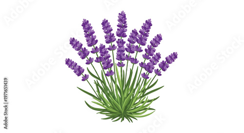 A vibrant illustration of a lavender bouquet with green stems and leaves