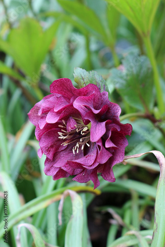 Double purple hellebore flower blooming in a spring garden with green foliage background