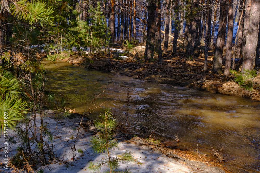 Fototapeta premium Fresh meltwater rushing over rocks in sunny pine wood, capturing essence early spring awakening.